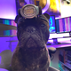 The author’s pup, Remy, modeling a headlamp.